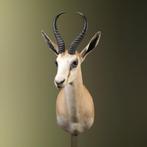 Springbok Taxidermie Opgezette Dieren By Max, Ophalen of Verzenden, Nieuw, Wild dier, Opgezet dier