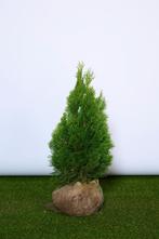 Conifeer - Thuja Occidentalis Smaragd - Haagplanten, Ophalen of Verzenden