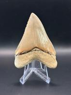 Megalodon - Fossiele tand - Carcharias Megalodon - 8 cm -, Verzamelen