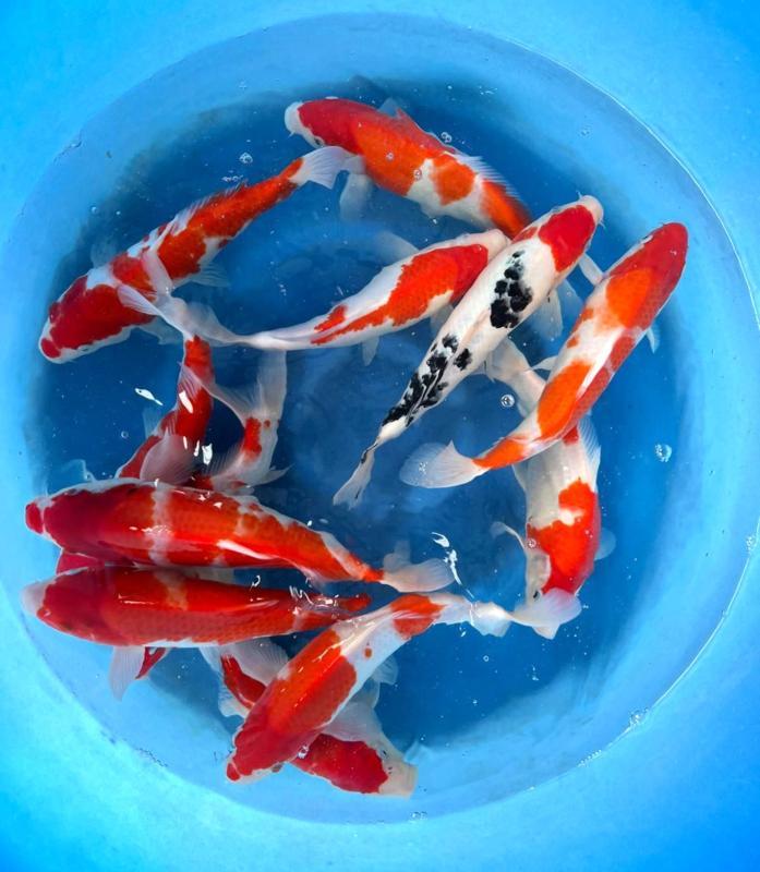 Hirasawa Marusei 28-35cm (Japanse Koi), Tuin en Terras, Vijvers, Nieuw, Ophalen of Verzenden