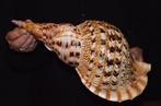 Zeeslak Zeeschelp - M-949 CHARONIA TRITONIS, Nieuw