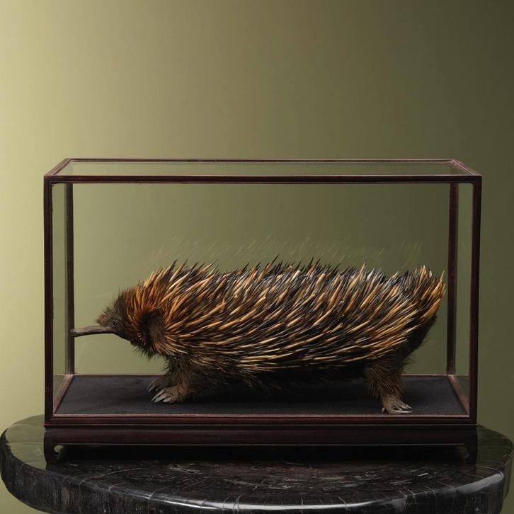Mierenegel Taxidermie Opgezette Dieren By Max, Collections, Collections Animaux, Enlèvement ou Envoi