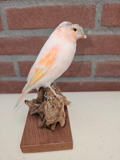 Oranje witte kanarie Taxidermie volledige montage - Serinus, Verzamelen, Dierenverzamelingen