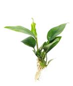 Anubias Nangi in Vitro, Dieren en Toebehoren, Verzenden, Nieuw