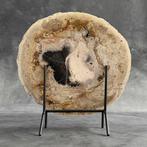 Prachtige plak versteende palmwortel op een op maat gemaakte