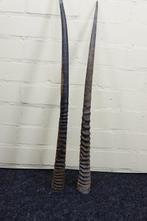 Gemsbok Hoorns - Oryx gazella - 3 cm - 3 cm - 86 cm-, Nieuw