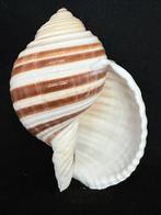 Escargot de mer Coquillage marin - S-96 TONNA SULCOSA (Sans, Nieuw