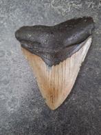 Megalodon - Fossiele tand - Otodus (Carcharocles) megalodon