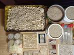 Privécollectie Foraminifera, mini-schelpen en fossiele, Nieuw