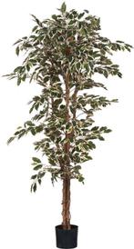Tweedekans | Mica Decorations Ficus Kunstplant - H180 x Ø90, Ophalen of Verzenden
