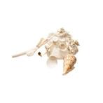 Coquille de carrier avec Conus et escargot à tube  État 1a