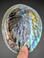 Coquille dormeau rose Coquillage marin - Haliotis Corrugata, Collections