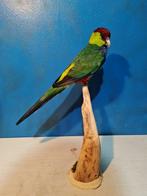 Rodegekopte papegaai Taxidermie volledige montage -, Nieuw
