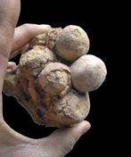 Zeldzaam fossiel van een schildpadei uit het, Collections