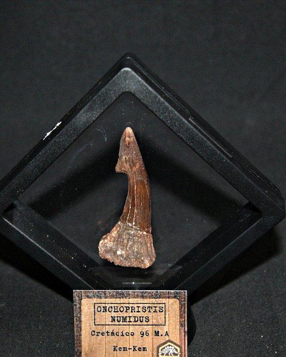Haai - Fossiele tand - Onchopristis numidus (Zonder, Antiek en Kunst, Curiosa en Brocante