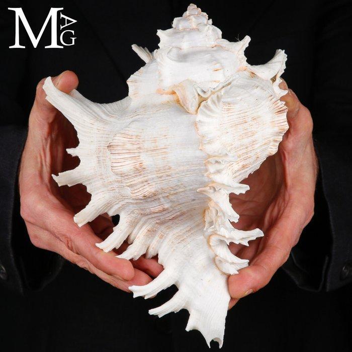 Chicoreus Ramosus De meest spectaculaire schelpen in de, Verzamelen, Mineralen en Fossielen