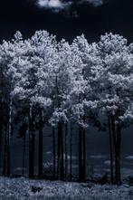Hans Vos - Moonlight walk with cloud 2021 (infra-red, Antiek en Kunst, Kunst | Schilderijen | Modern