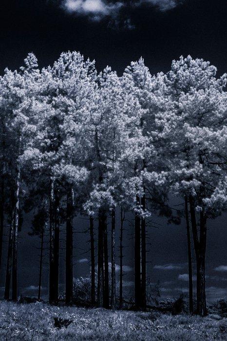 Hans Vos - Moonlight walk with cloud 2021 (infra-red, Antiek en Kunst, Kunst | Schilderijen | Modern