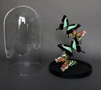 Vlinder Taxidermie volledige montage - Urania ripheus x