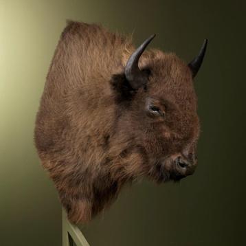 Europese Bizon Taxidermie Opgezette Dieren By Max, Ophalen of Verzenden, Opgezet dier
