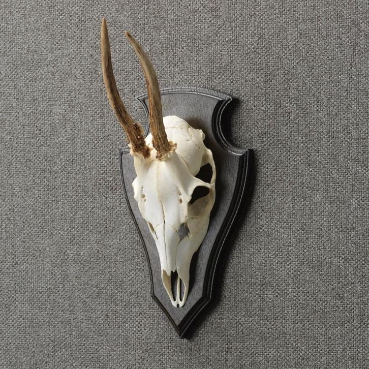 Reebok Schedel Taxidermie Opgezette Dieren By Max, Verzamelen, Dierenverzamelingen, Opgezet dier, Nieuw, Wild dier, Ophalen of Verzenden