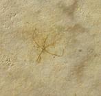 Uitstekende fossiele zeesterren - Natuurlijke veelvoud -, Verzamelen