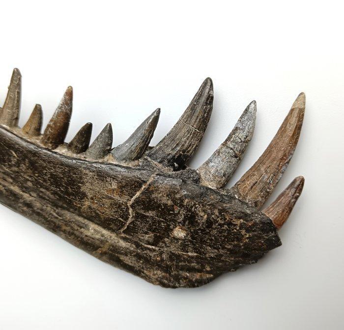 Dinosaurus - Fossiel bot - Suchomimus Tenerensis, Verzamelen, Mineralen en Fossielen