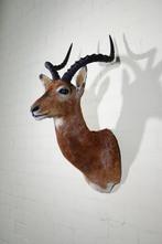 Impala Taxidermie wandmontage - Aepyceros melampus - 40 cm -, Verzamelen, Dierenverzamelingen, Nieuw