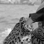 Cameraphoto Epoche/Vittorio Pavan - Claudia Cardinale a