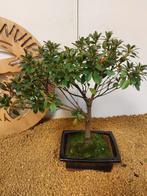 Azalea bonsai (Rhododendron) - Hoogte (boom): 29 cm - Diepte