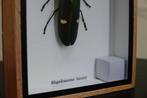 Insecte exposé joli Support de corps entier pour taxidermie, Verzamelen, Nieuw