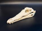 Nijlkrokodil Schedel - Crocodylus niloticus - 6 cm - 9,5 cm, Nieuw