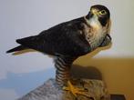 Valk Taxidermie volledige montage - Falco peregrinus - with