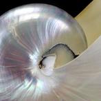 Extra grote parelmoeren kamernautilus - Zeeschelp - Nautilus, Nieuw