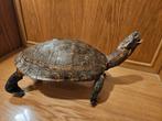 Schildpad Taxidermie volledige montage - Testudinata - with, Verzamelen, Dierenverzamelingen, Nieuw