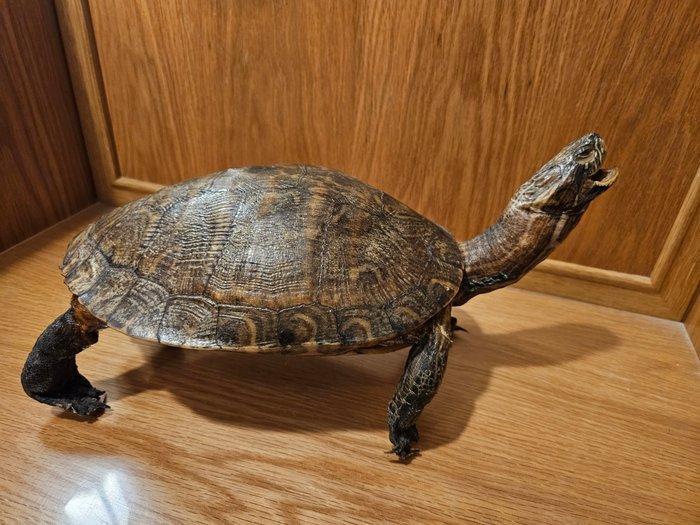 Schildpad Taxidermie volledige montage - Testudinata - with, Verzamelen, Dierenverzamelingen