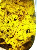 Birmese barnsteen - Barnsteen