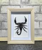 Schorpioen Taxidermie wandmontage - Heterometrus Spinifer -, Nieuw