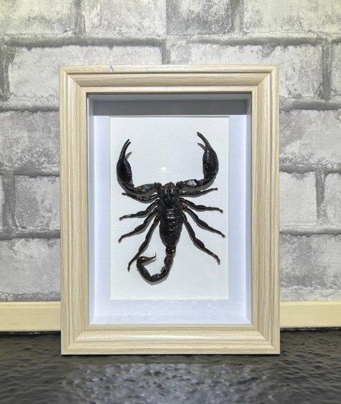 Schorpioen Taxidermie wandmontage - Heterometrus Spinifer -, Verzamelen, Dierenverzamelingen