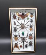 Lijst- met exotische echte insecten  - Glas, Hout