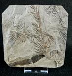Fossiele plant met uitzonderlijke preservatie!! -