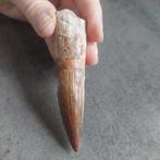 Dinosaurus - Fossiele tand - Spinosaurus aegyptiacus - 100
