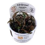 Tropica Hygrophila pinnatifida 1-2-grow! (medium), Verzenden, Nieuw