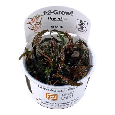 Tropica Hygrophila pinnatifida 1-2-grow! (medium), Dieren en Toebehoren, Vissen | Aquaria en Toebehoren, Nieuw, Verzenden