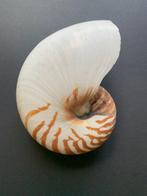 Chambered Nautilus Zeeschelp - Chambered Nautilus (Zonder, Nieuw