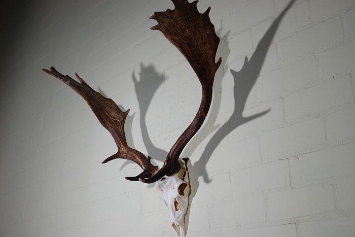 Fallow Buck Trophy Schedel - Dama dama - 40 cm - 70 cm - 77, Collections, Collections Animaux