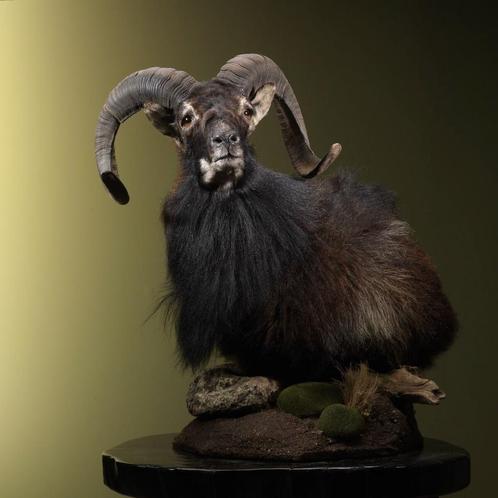 Schaap Taxidermie Opgezette Dieren By Max, Verzamelen, Dierenverzamelingen, Opgezet dier, Nieuw, Wild dier, Ophalen of Verzenden