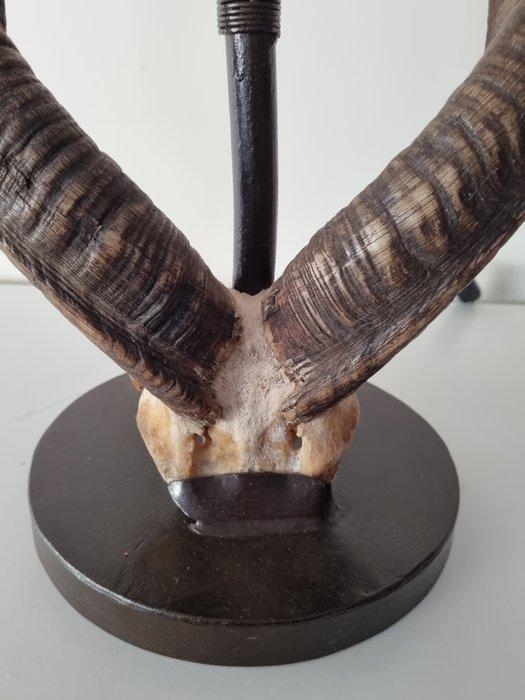 Lamp - Hoorn, Verzamelen, Dierenverzamelingen