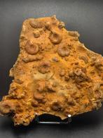 Fossiel - Fossiel fragment - piece of seabed hundreds of