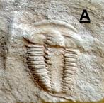 Collection de trilobites et brachiopodes du Cambien